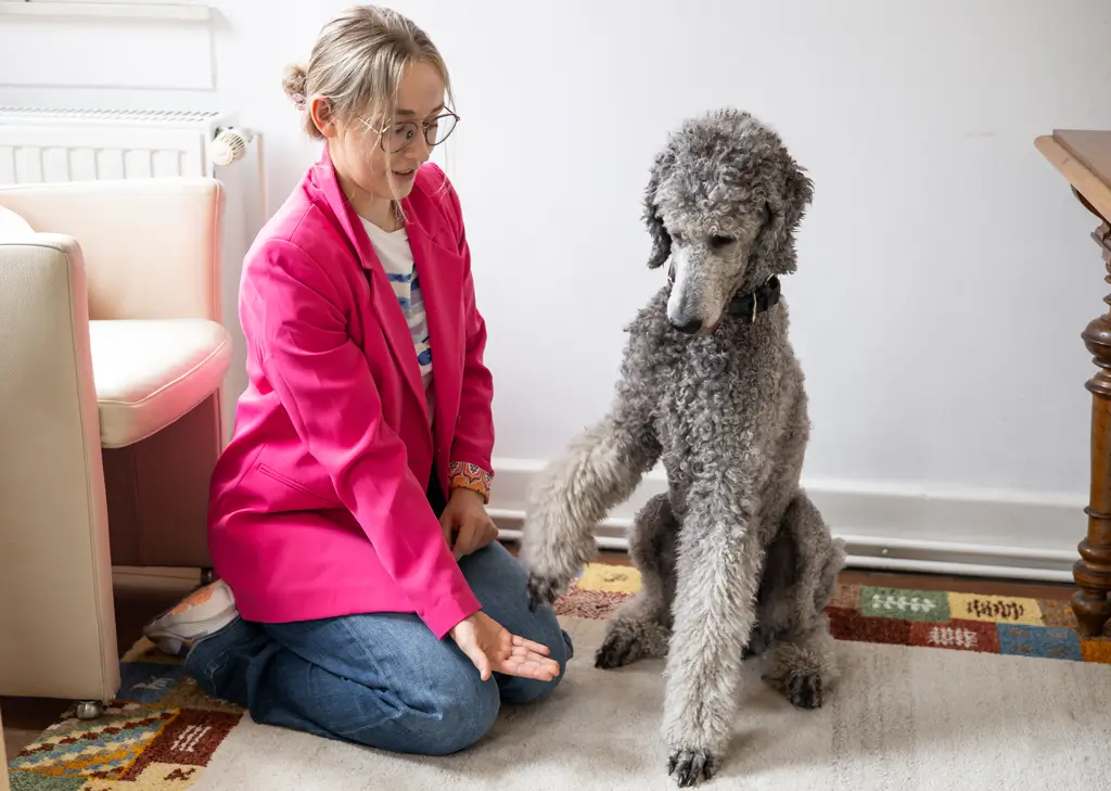 Eine Frau mit Brille und pinkem Blazer kniet auf einem Teppich und hält ihre Hand einer sitzenden großen grauen Pudelrasse entgegen